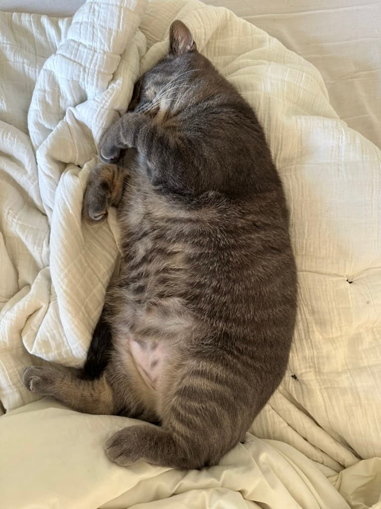 "Zonked"