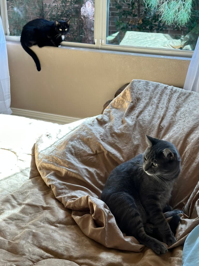 Rouglass's first time in Texas, meeting new cats