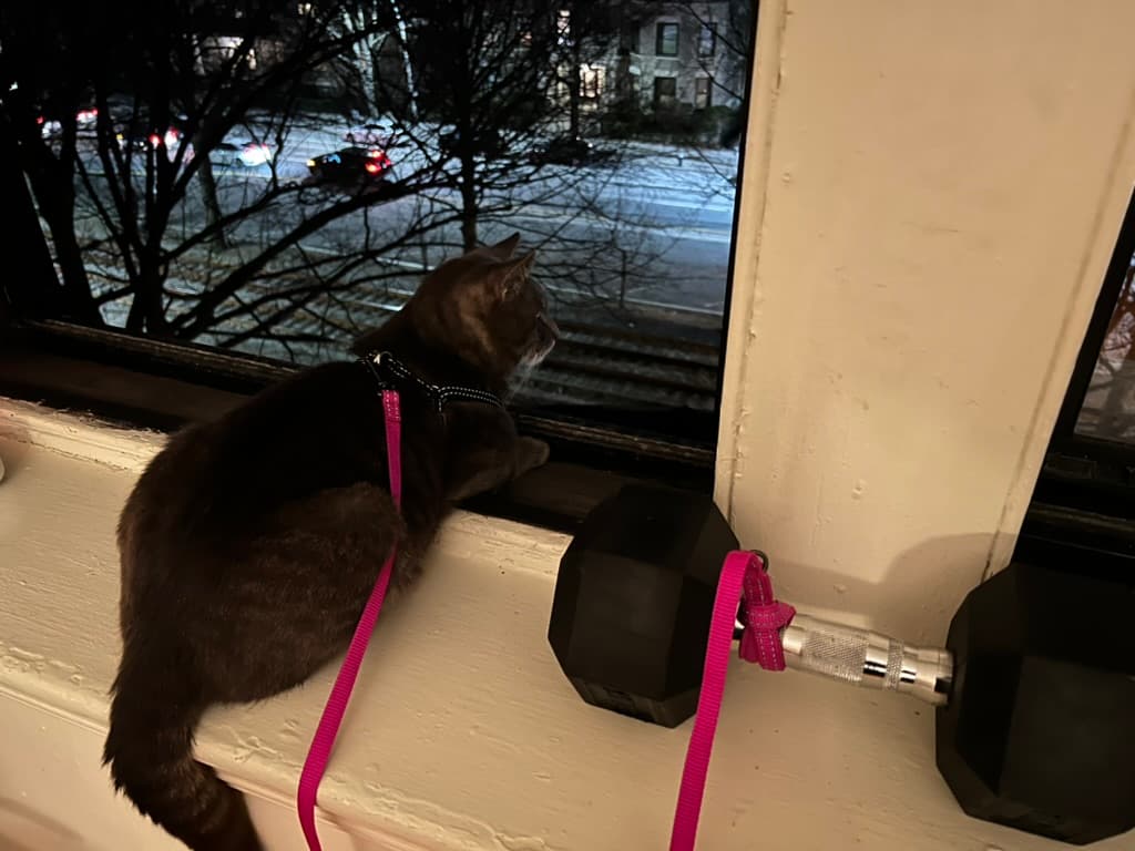 Rouglass securely observing from the window