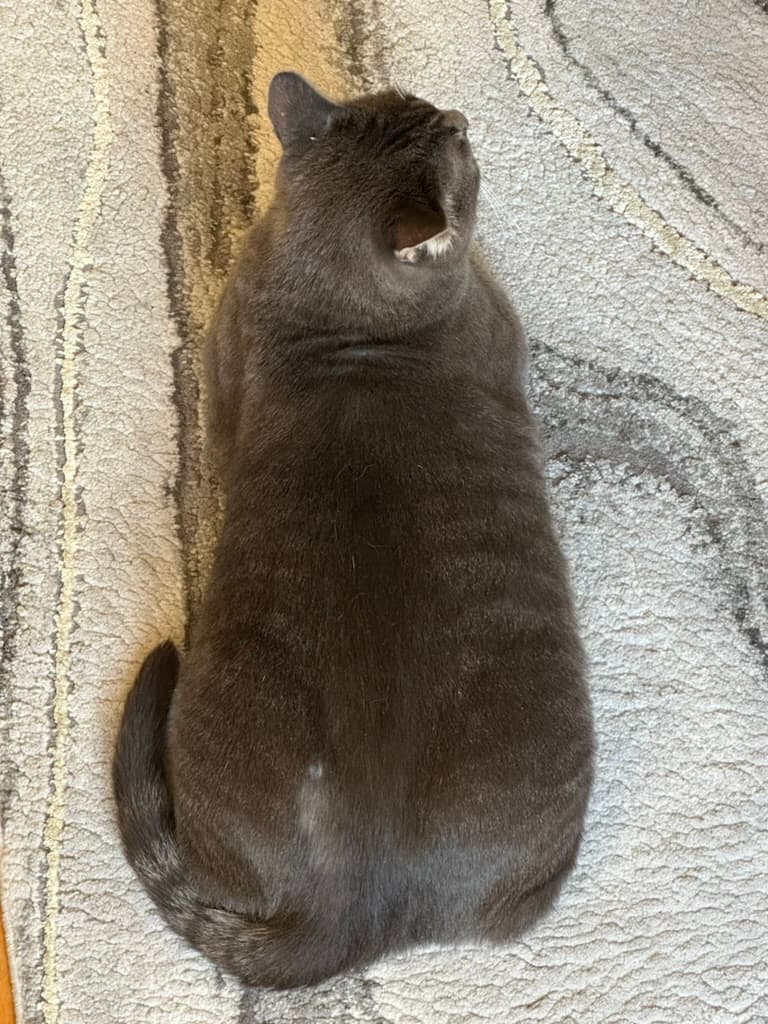 "Yacht hairs" are the flat hair lining on the back of a cat loaf, distantly reminiscent of a yacht's sloped rear