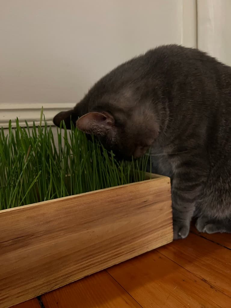 He came to really like his grass