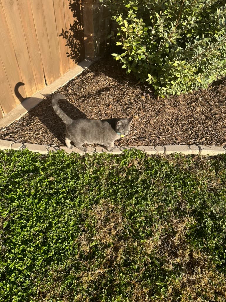 Rouglass enjoying a warm Texas morning