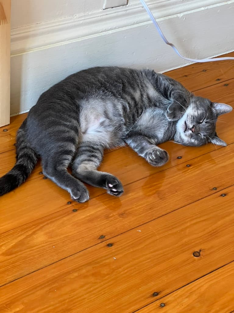 Rouglass keeping me company, usually within of a few feet of my desk, while I worked during the day