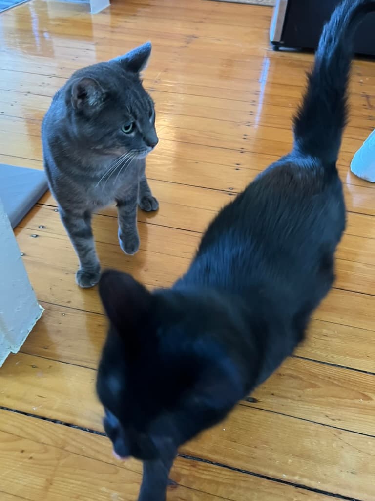Rouglass when the neighbor's cat showed up unexpectedly